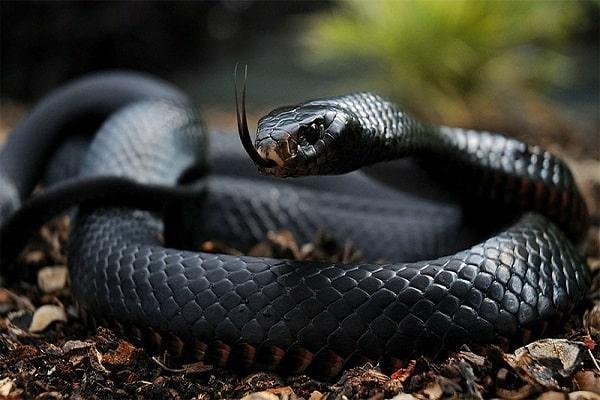 Siyah Mamba