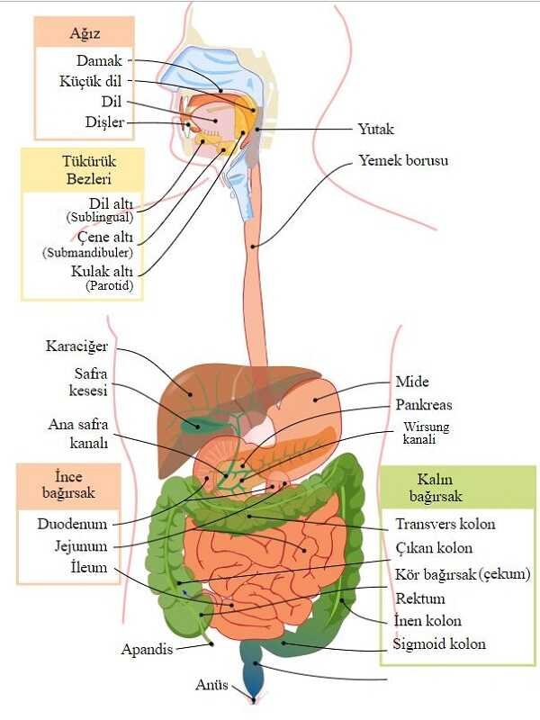 Sindirim Sistemi