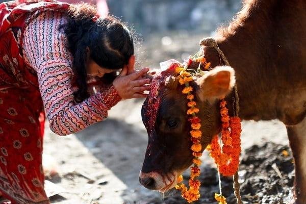 Hinduizm'de İnekler Kutsal Sayılır
