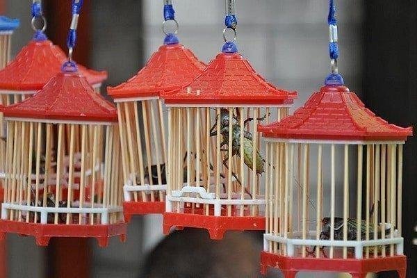 Cin Cekirge Yetistiriciligi