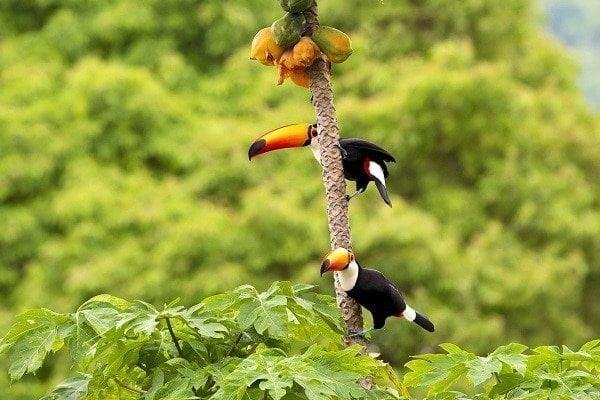 Dünya Biyo Çeşitliliği En Zengin Ülkelerden Biri Olan Renkler Ülkesi Brezilya