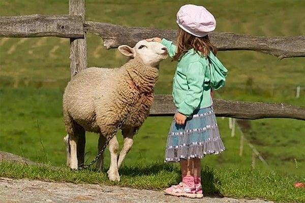Kurban İbadeti Çocuklara Nasıl Anlatılmalı