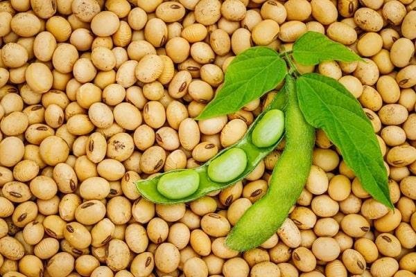 Soya Fasulyesi