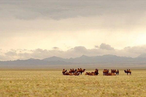 Avustralya Çöllerinde Dolaşan Başıboş Develer
