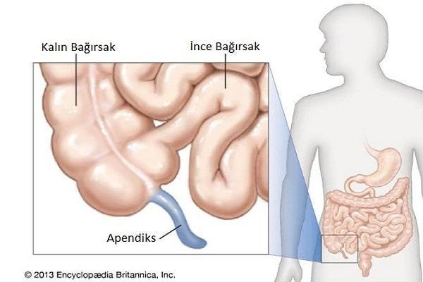 Apandisit Nedir