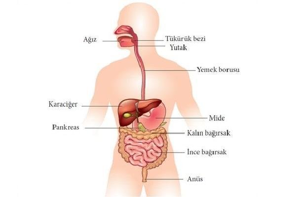 İnsanda Sindirim Sitemi