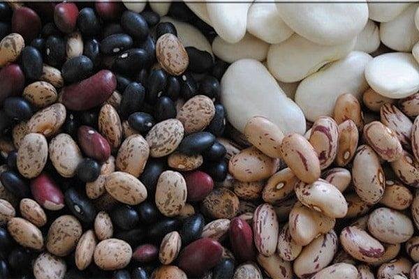 Fasulye